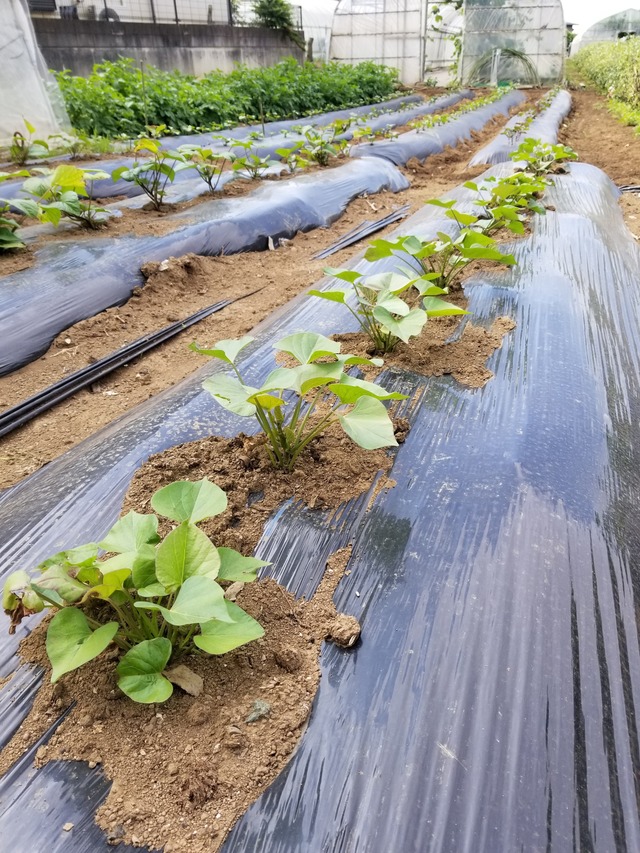 20210531_080818_copy_2268x3024