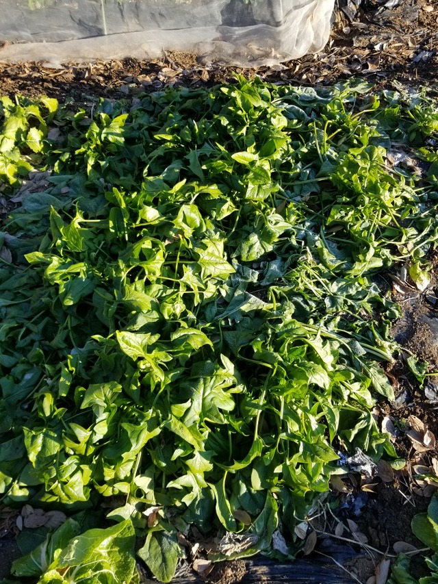 20220121_081102_copy_2268x3024