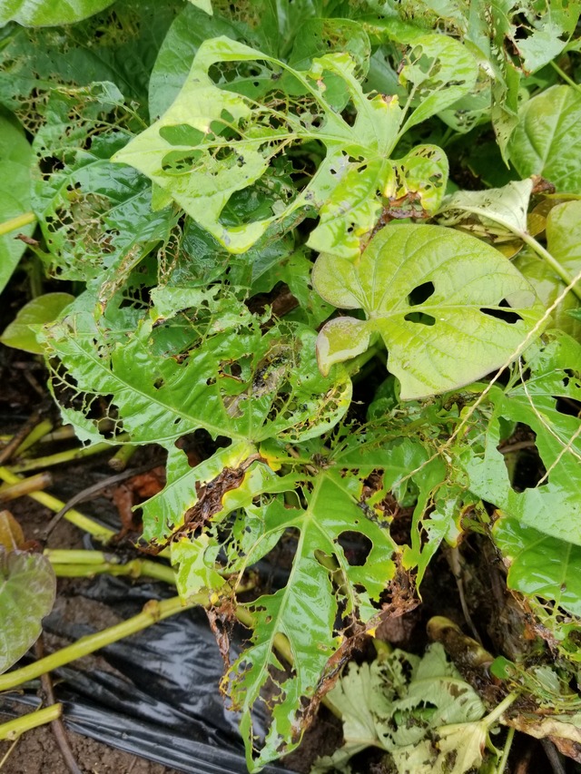 サツマイモの葉が網目状に虫に食われた のじさんの徒然草