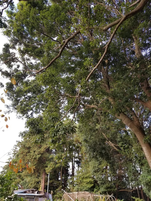 20201109_073531_copy_2268x3024