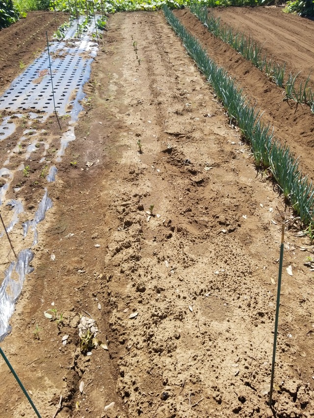 IMG_20230913_110036_copy_1512x2016