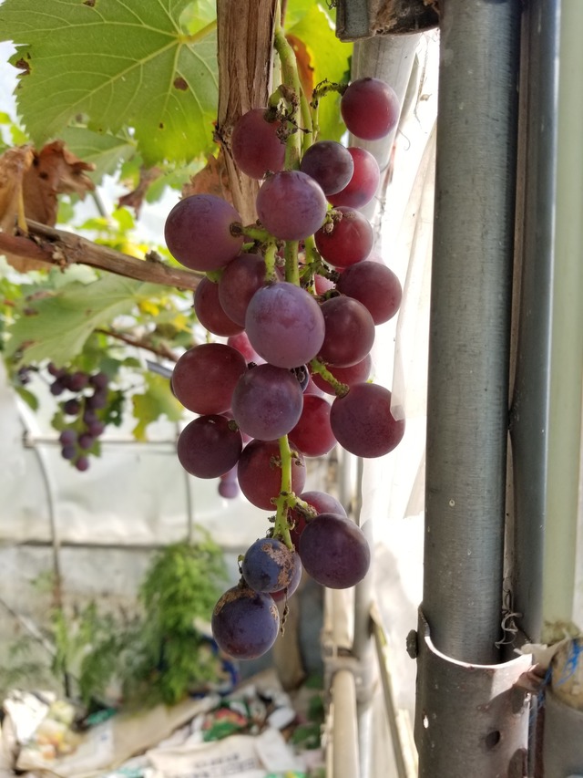 20200820_091220_copy_2268x3024