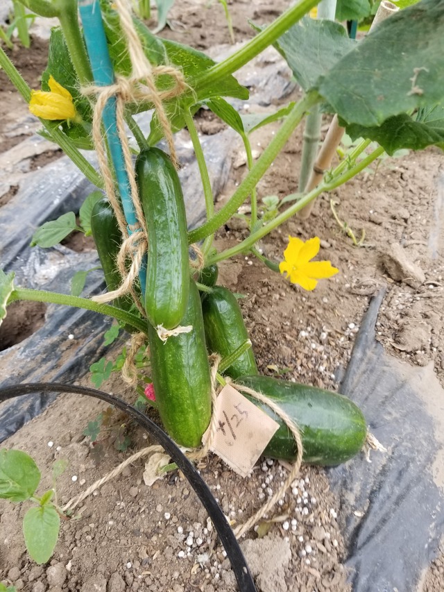 20230513_144001_copy_1512x2016