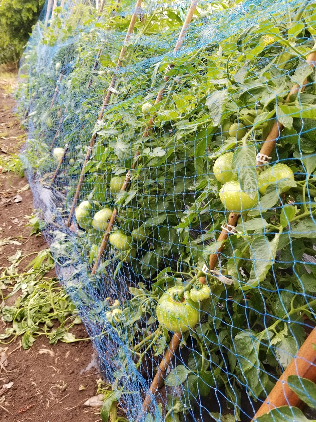 トマトとミニトマト 雨の日の収穫 のじさんの徒然草
