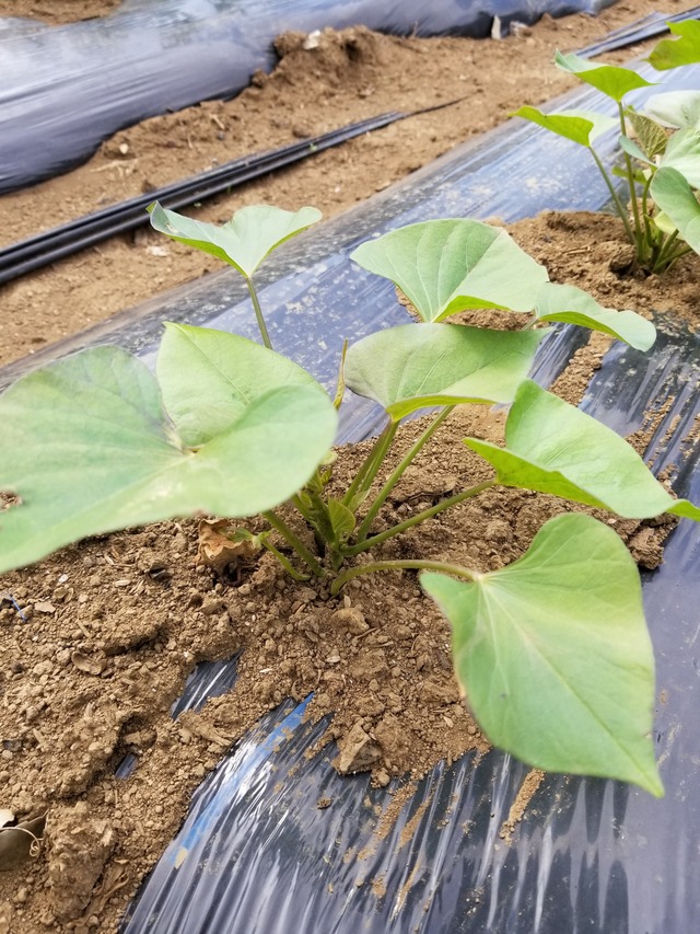 20210531_080833_copy_2268x3024