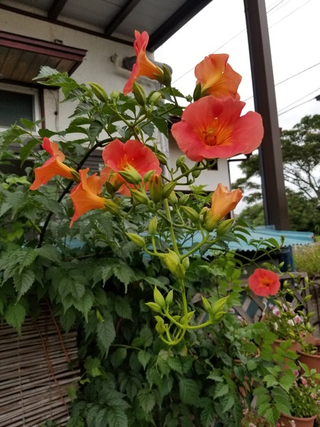 20190706_181933-1620x2160