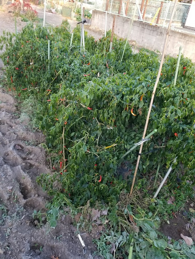 20201215_072717_copy_2268x3024