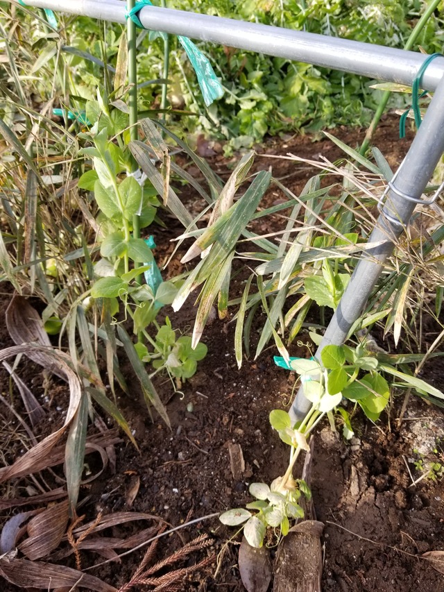 20210106_082747_copy_3024x4032