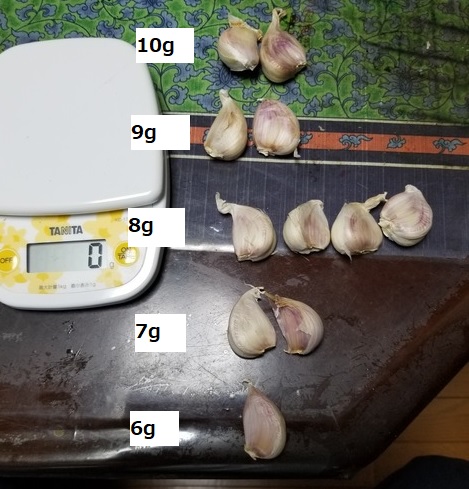 種用のニンニクの1片の重さと収穫玉の重さの関係 のじさんの徒然草