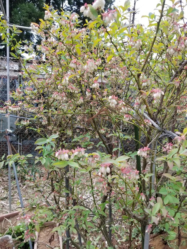 20230407_104207_copy_1512x2016