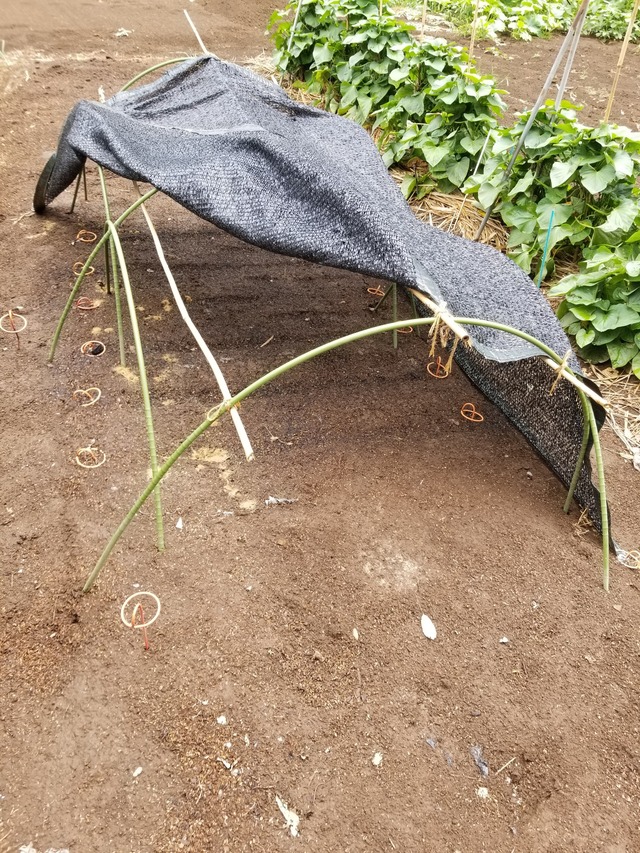 20230806_130755_copy_1512x2016