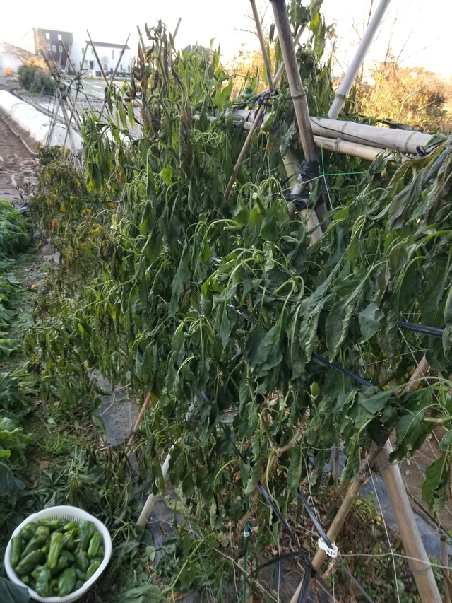 20201216_073436_copy_2268x3024