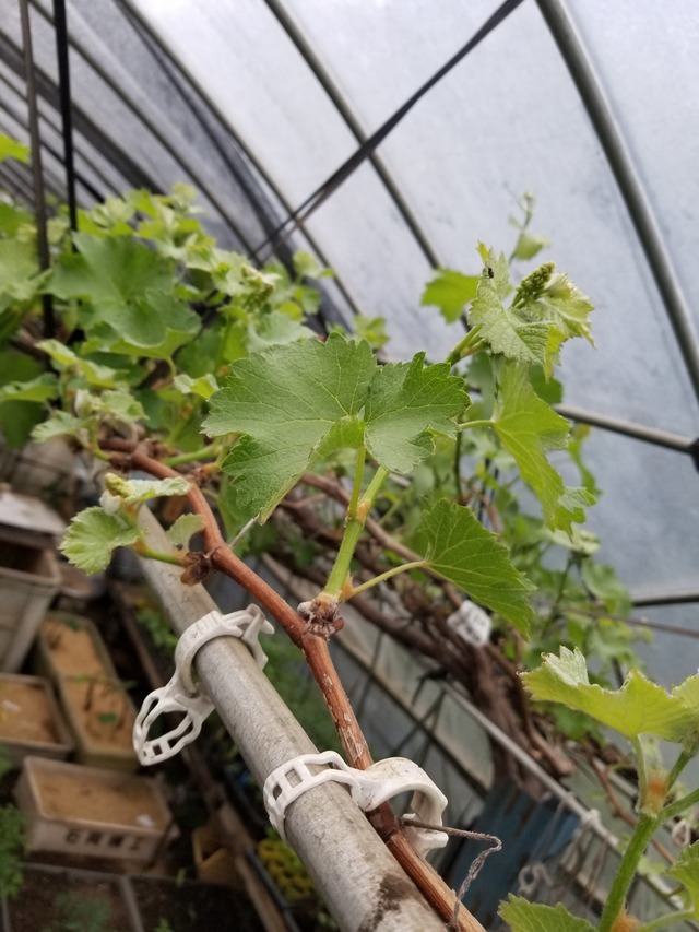 20210414_074336_copy_2268x3024