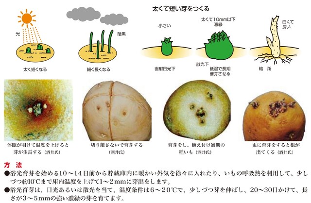 ジャガイモの休眠期と萌芽時期 のじさんの徒然草