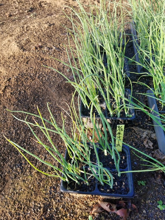 IMG_20231101_074342_DRO_copy_1512x2016