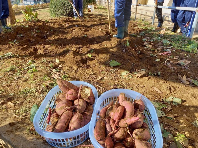 鶏糞堆肥とサツマイモ作り 都市伝説を覆すか のじさんの徒然草
