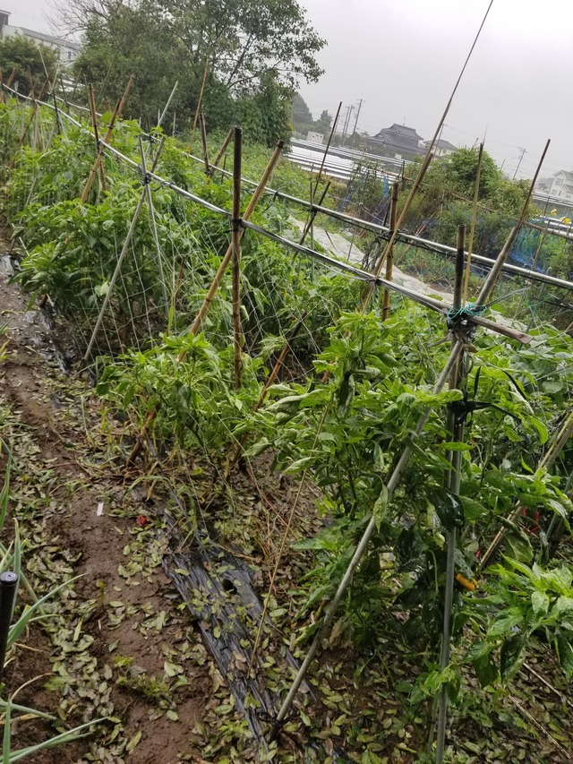 20210909_085330_copy_2268x3024