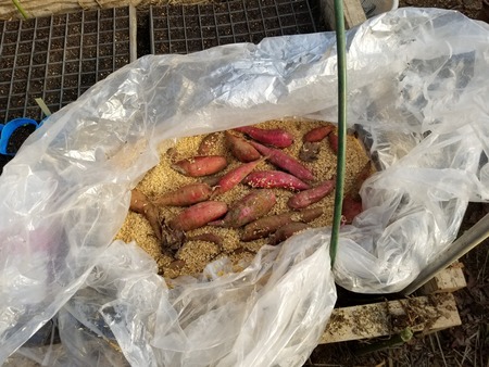 温床でのサツマイモの保管 のじさんの徒然草 温床でのサツマイモの保管 のじさんの徒然草