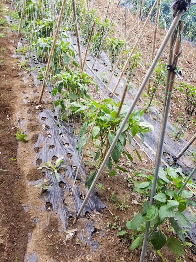 20210625_085246_copy_2268x3024