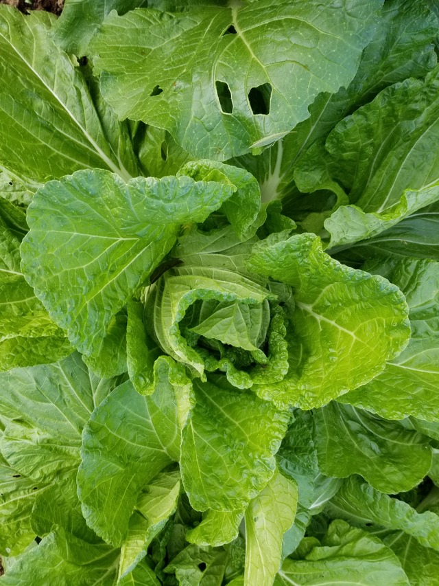 20201109_073849_copy_2268x3024