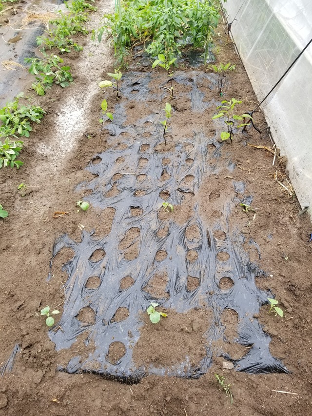 20230630_112304_copy_1512x2016