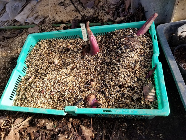 20200224_075834-3024x2268