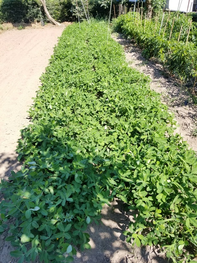 おおまさり 草木灰を追肥した のじさんの徒然草 おおまさり 草木灰を追肥した のじさんの徒然草