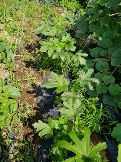 20190626_084355-1620x2160