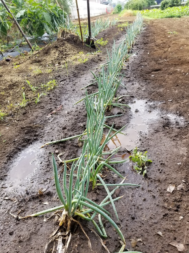 20220729_073748_copy_1512x2016