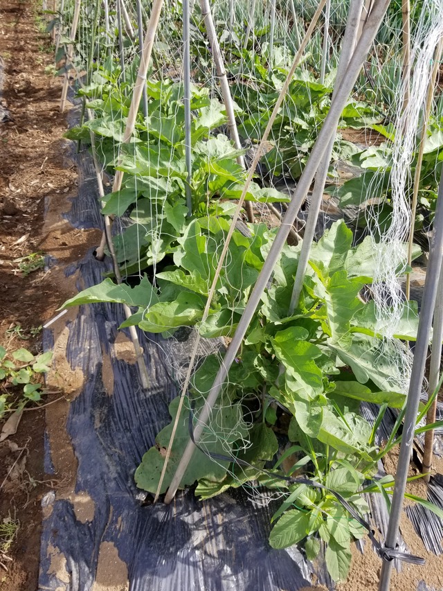 20210617_074605_copy_2268x3024