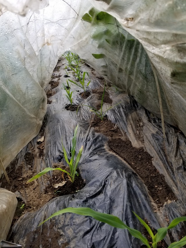 20200421_085458_copy_2268x3024