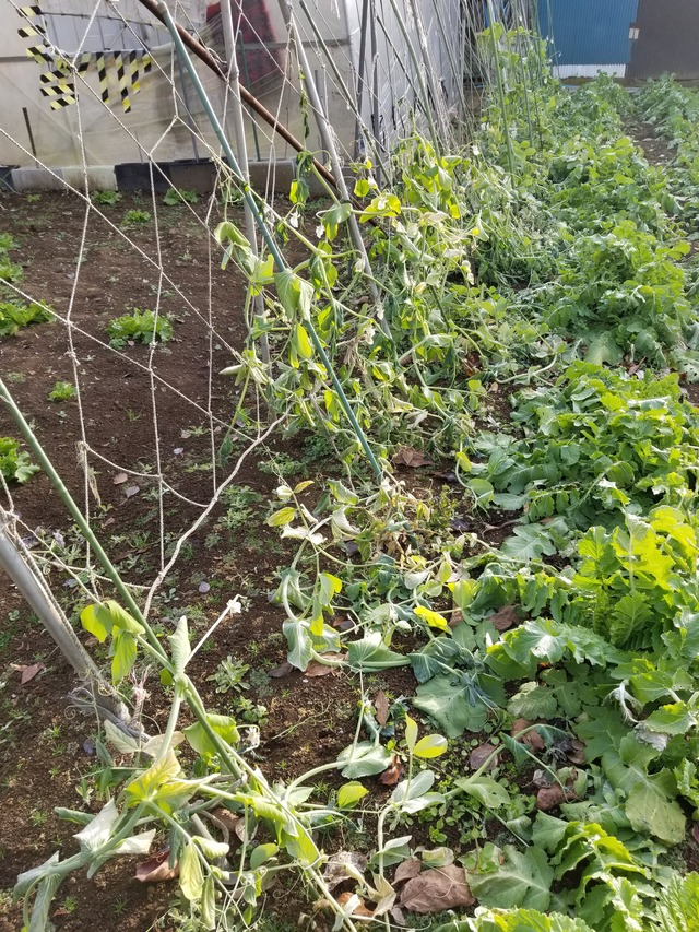 20210106_082708_copy_3024x4032