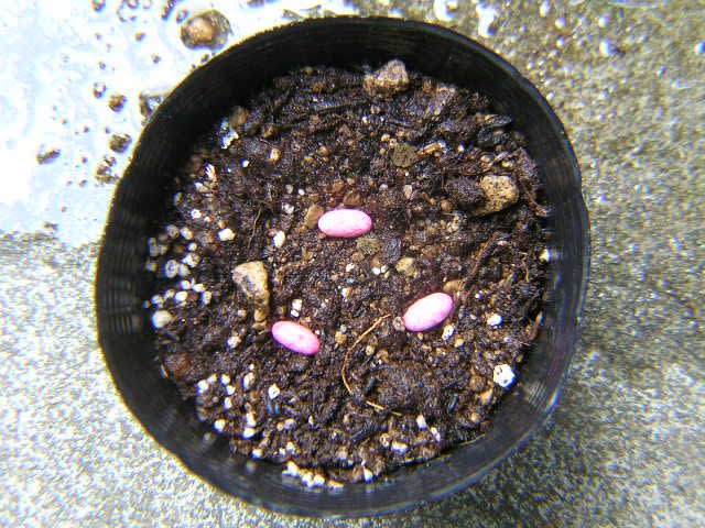 豆類のポット蒔き 腐らせないために のじさんの徒然草