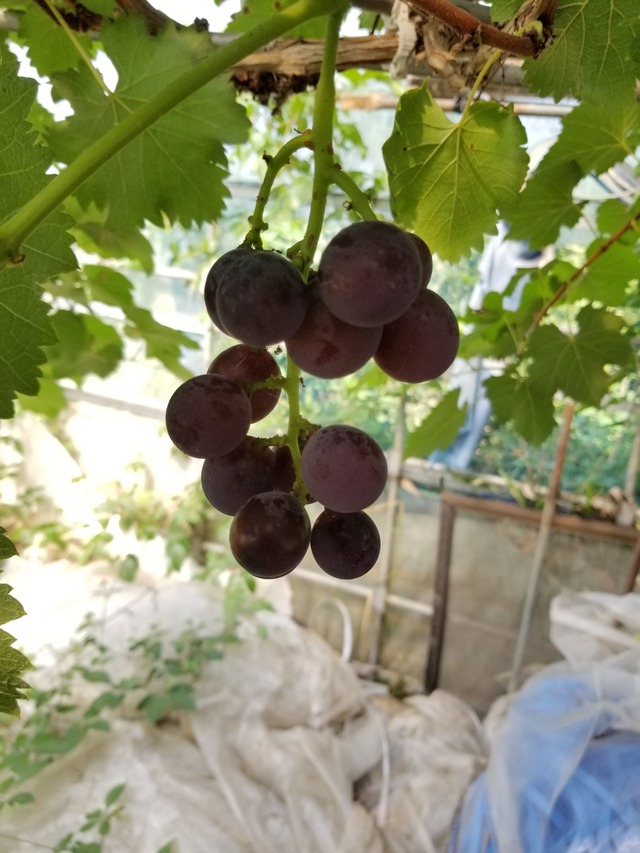 20200820_091256_copy_2268x3024