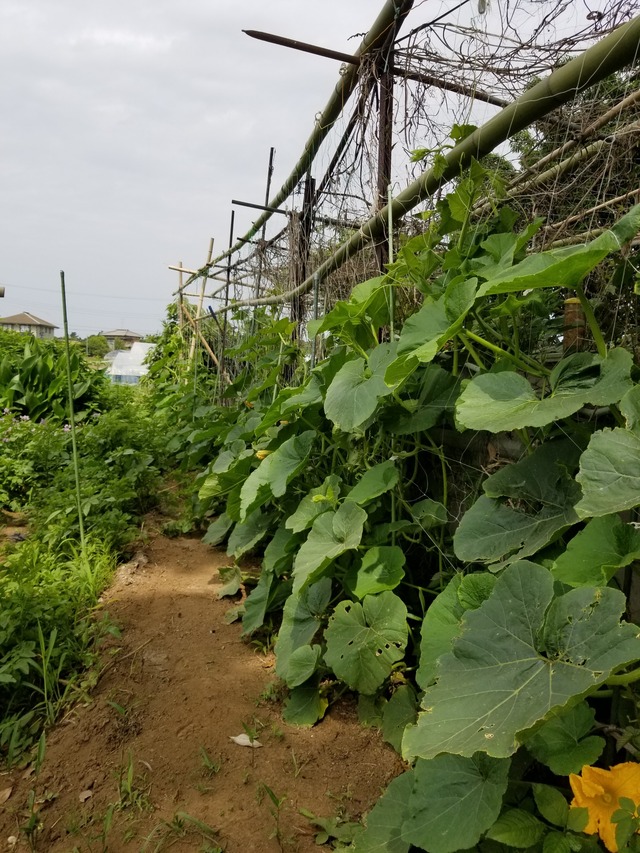 カボチャの空中栽培 のじさんの徒然草 カボチャの空中栽培 のじさんの徒然草