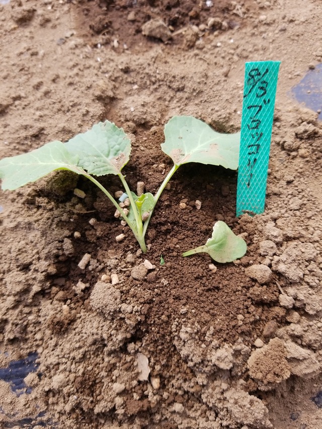 IMG_20230828_134626_copy_1512x2016