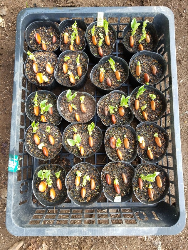 IMG_20231106_083716_DRO_copy_1512x2016