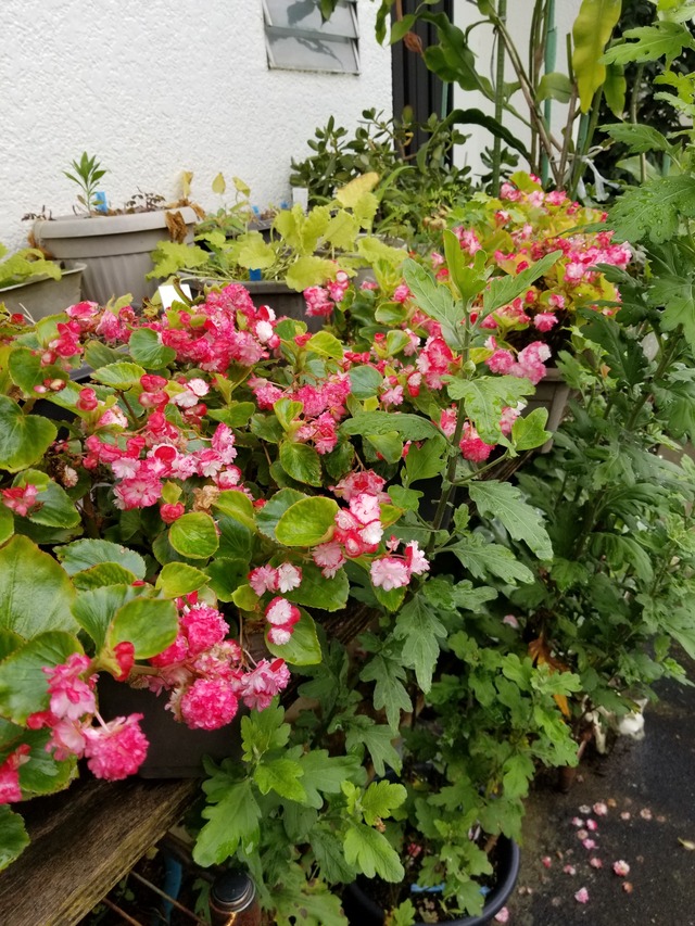 20200716_091904_copy_2268x3024