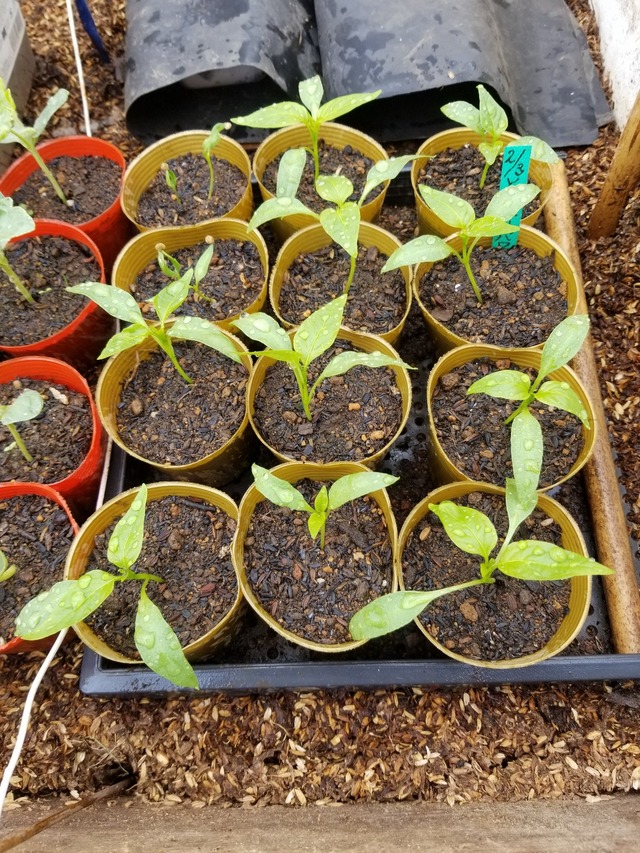 20230321_110401_copy_1209x1612