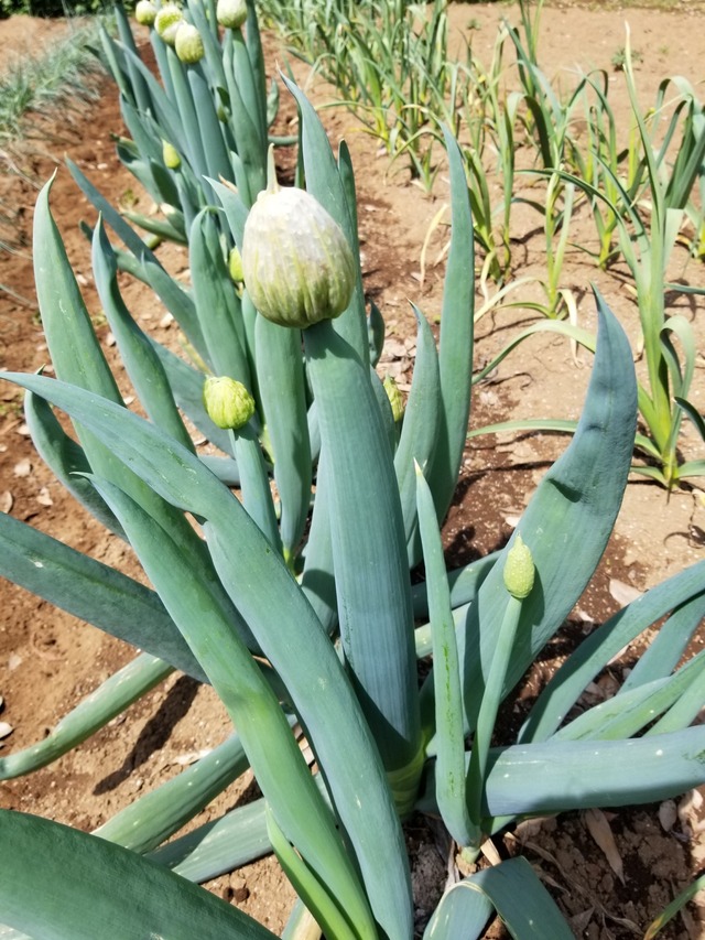 20230331_111016_copy_1512x2016