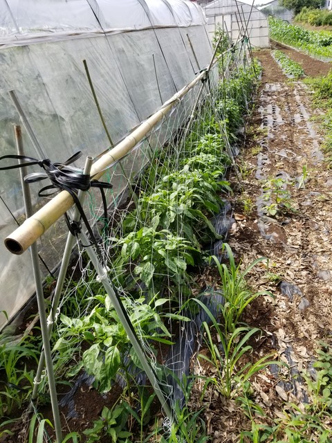 ナスやピーマンの三角ネット仕立て のじさんの徒然草 ナスやピーマンの三角ネット仕立て のじさんの徒然草