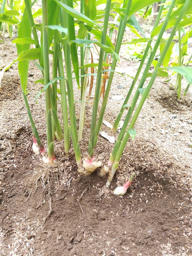 IMG_20231004_135042_copy_1512x2016