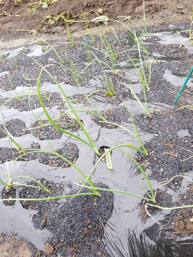 IMG_20231009_102438_copy_1512x2016_1