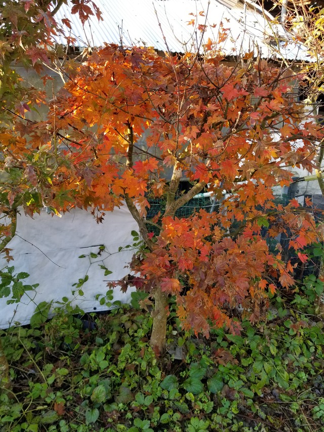 20201117_073331_copy_2268x3024