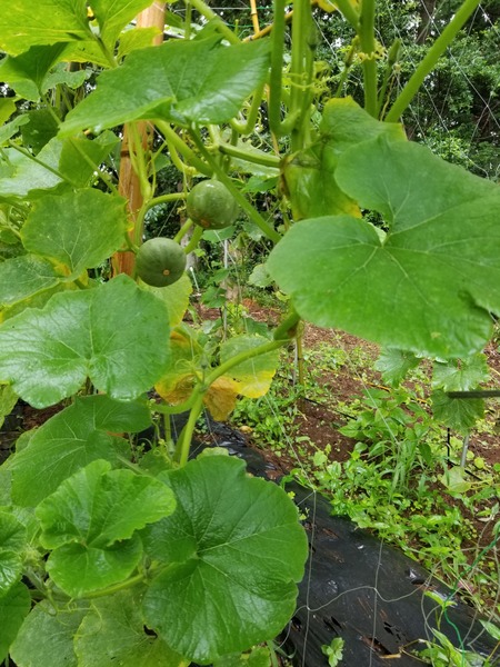 20190712_080105-1620x2160