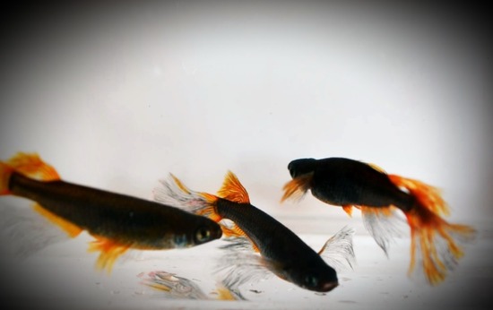 ホーム画面エクスブローラー141