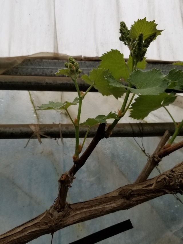 20210414_074041_copy_2268x3024