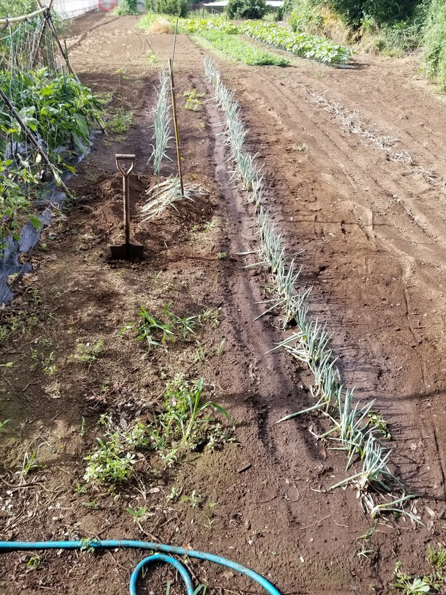 20220729_074221_copy_1512x2016