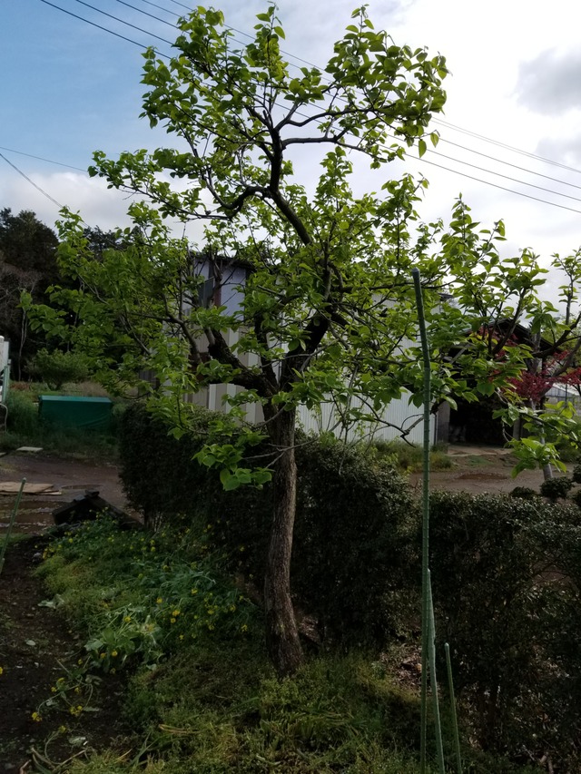 柿の木に花芽が着いた のじさんの徒然草