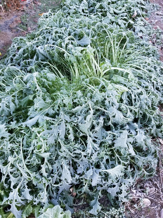 20201217_075325_copy_2268x3024